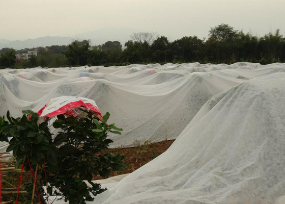 Αγορά Αδιάβροχος γεωργίας μη υφαμένος υφάσματος έλεγχος ζιζανίων ρόλων 4% UV αντιμετωπισμένος online manufacture