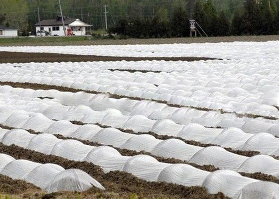Αγορά Φιλικό υφαμένο ύφασμα γεωργίας Eco μη με 1% - UV αντιμετωπισμένος cOem 4%/ODM διαθέσιμοι online manufacture