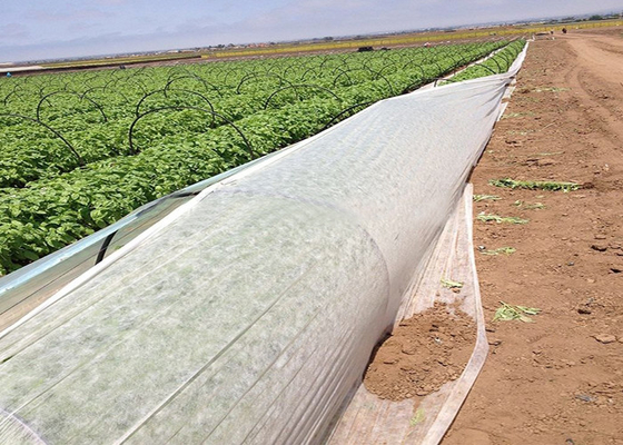 Αγορά 300gsm υφαμένο ύφασμα ISO9001 γεωργίας μη για την κηπουρική online manufacture