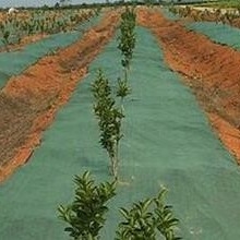 Μη υφασμένο ύφασμα φράγματος ζιζανίων   ∆ιυκρό, αναπνευστικό κάλυμμα εδάφους για κήπους και αγροκτήματα